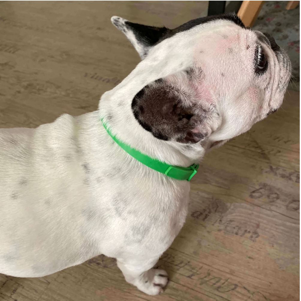 MAYA™ - 8 Months All Natural Flea and Tick Collar for Dogs